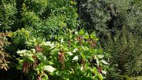 Jersey, St. Helier, Privatgarten von Mrs.Lea &ndash; &copy; Ria Heilmann (Eberhardt TRAVEL)
