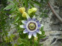 Sark, Seigneurie, Passionsblume &ndash; &copy; Ria Heilmann (Eberhardt TRAVEL)