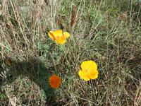 Jersey, Bouley Bay, Irischer Mohn &ndash; &copy; Ria Heilmann (Eberhardt TRAVEL)