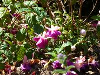 Freesien im Garten der La Seugnerie &ndash; &copy; Cindy Streidt (Eberhardt TRAVEL)