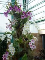 Ein Traum :-) - Orchideenausstellung - Eric Young Foundaction &ndash; &copy; Cindy Streidt (Eberhardt TRAVEL)