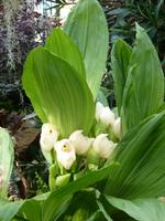 Orchideenausstellung - Eric Young Foundaction &ndash; &copy; Cindy Streidt (Eberhardt TRAVEL)
