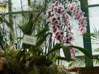 Orchideenausstellung - Eric Young Foundaction &ndash; &copy; Cindy Streidt (Eberhardt TRAVEL)