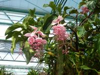 Orchideenausstellung - Eric Young Foundaction &ndash; &copy; Cindy Streidt (Eberhardt TRAVEL)