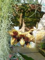 Orchideenausstellung - Eric Young Foundaction &ndash; &copy; Cindy Streidt (Eberhardt TRAVEL)