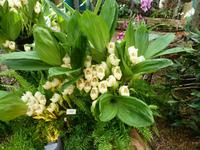 Orchideenausstellung - Eric Young Foundaction &ndash; &copy; Cindy Streidt (Eberhardt TRAVEL)