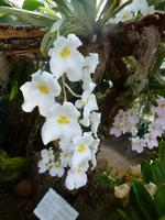 Orchideenausstellung - Eric Young Foundaction &ndash; &copy; Cindy Streidt (Eberhardt TRAVEL)