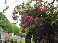 Jersey, Friedhof St. Brelade  &ndash; &copy; Martina Häselbarth (Eberhardt TRAVEL)