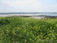 Ebbe auf Guernsey