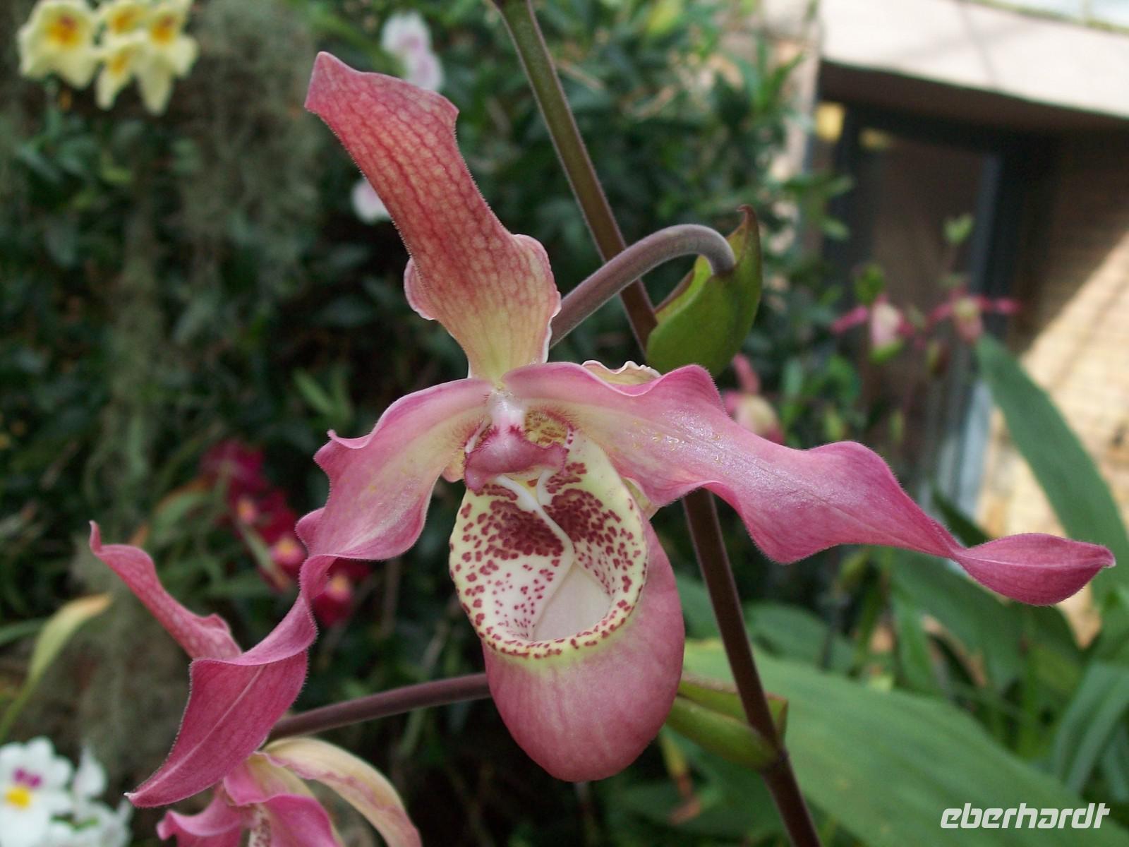 Eric Young Orchid Foundaion &ndash; &copy; Ingrid Langer (Eberhardt TRAVEL)