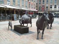 Jersey Kühe in St. Helier &ndash; &copy; Ingrid Langer (Eberhardt TRAVEL)