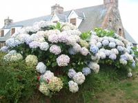 Hortensien auf Sark &ndash; &copy; Ingrid Langer (Eberhardt TRAVEL)