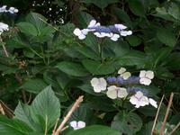 Hortensien auf Sark &ndash; &copy; Ingrid Langer (Eberhardt TRAVEL)