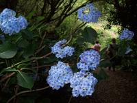 Hortensien auf Sark &ndash; &copy; Ingrid Langer (Eberhardt TRAVEL)