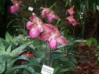 Eric Young Orchid Foundaion &ndash; &copy; Ingrid Langer (Eberhardt TRAVEL)