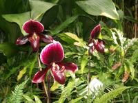 Eric Young Orchid Foundaion &ndash; &copy; Ingrid Langer (Eberhardt TRAVEL)