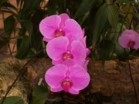 Eric Young Orchid Foundaion &ndash; &copy; Ingrid Langer (Eberhardt TRAVEL)