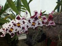 Eric Young Orchid Foundaion &ndash; &copy; Ingrid Langer (Eberhardt TRAVEL)