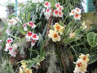  Orchid Foundation &ndash; &copy; Adelheid Fritzsche (Eberhardt TRAVEL)