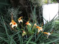 Orchid Foundation &ndash; &copy; Adelheid Fritzsche (Eberhardt TRAVEL)