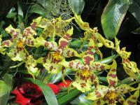  Orchid Foundation &ndash; &copy; Adelheid Fritzsche (Eberhardt TRAVEL)