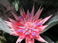  Orchid Foundation &ndash; &copy; Adelheid Fritzsche (Eberhardt TRAVEL)