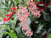  Orchid Foundation &ndash; &copy; Adelheid Fritzsche (Eberhardt TRAVEL)