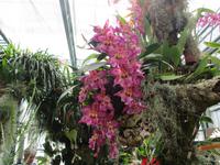  Orchid Foundation &ndash; &copy; Adelheid Fritzsche (Eberhardt TRAVEL)