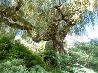 Jersey, garden &ndash; &copy; Barbara Mihut (Eberhardt TRAVEL)