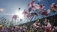 Gartentour auf Jersey - zweiter Privatgarten &ndash; &copy; Kristin Weigel (Eberhardt TRAVEL)