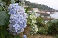 Hortensienblüte &ndash; &copy; Anna Stiebing (Eberhardt TRAVEL)