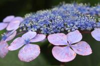 Tellerhortensie &ndash; &copy; Anna Stiebing (Eberhardt TRAVEL)