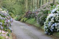 Hortensien-Allee &ndash; &copy; Anna Stiebing (Eberhardt TRAVEL)