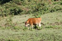 Jersey Kuh &ndash; &copy; Anna Stiebing (Eberhardt TRAVEL)