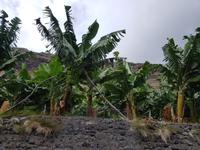 56_La Palma
