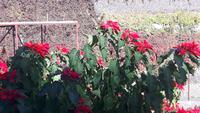 Madeira - Blumenvielfalt (Weihnachtsstern) &ndash; &copy; Katrin Deutschbein (Eberhardt TRAVEL)