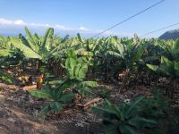 Bananenplantage &ndash; &copy; Francisco Javier Burgos Gutierrez (Eberhardt TRAVEL)