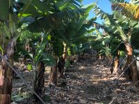 Bananenplantage  &ndash; &copy; Francisco Javier Burgos Gutierrez (Eberhardt TRAVEL)