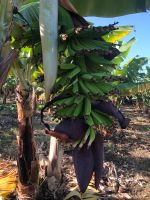 Bananenplantage  &ndash; &copy; Francisco Javier Burgos Gutierrez (Eberhardt TRAVEL)