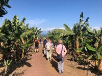 Bananenplantage  &ndash; &copy; Francisco Javier Burgos Gutierrez (Eberhardt TRAVEL)