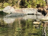 Loro Parque  &ndash; &copy; Francisco Javier Burgos Gutierrez (Eberhardt TRAVEL)