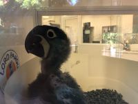 Loro Parque &ndash; &copy; Francisco Javier Burgos Gutierrez (Eberhardt TRAVEL)