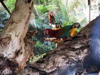 Loro Parque  &ndash; &copy; Francisco Javier Burgos Gutierrez (Eberhardt TRAVEL)