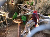 Loro Parque  &ndash; &copy; Francisco Javier Burgos Gutierrez (Eberhardt TRAVEL)