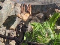 Loro Parque &ndash; &copy; Francisco Javier Burgos Gutierrez (Eberhardt TRAVEL)