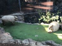 Loro Parque &ndash; &copy; Francisco Javier Burgos Gutierrez (Eberhardt TRAVEL)