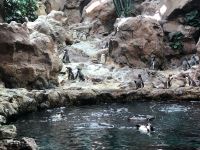 Loro Parque 