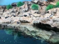 Loro Parque &ndash; &copy; Francisco Javier Burgos Gutierrez (Eberhardt TRAVEL)