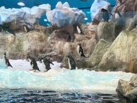 Loro Parque  &ndash; &copy; Francisco Javier Burgos Gutierrez (Eberhardt TRAVEL)