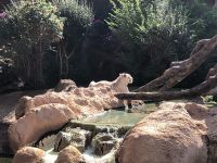 Loro Parque &ndash; &copy; Francisco Javier Burgos Gutierrez (Eberhardt TRAVEL)